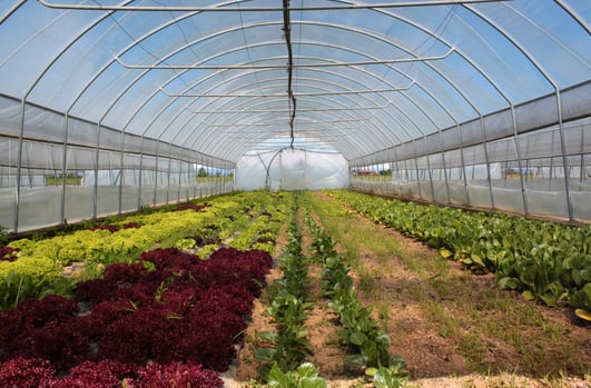 Agriculture